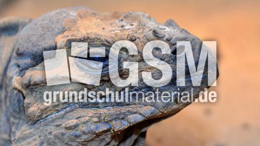 Nashornleguan (1).jpg